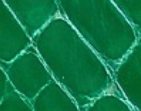 vert fonce