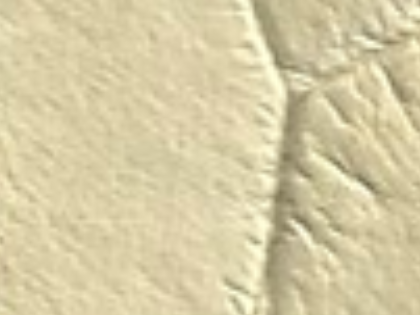 bone