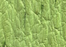 Patte Green