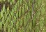 patte green